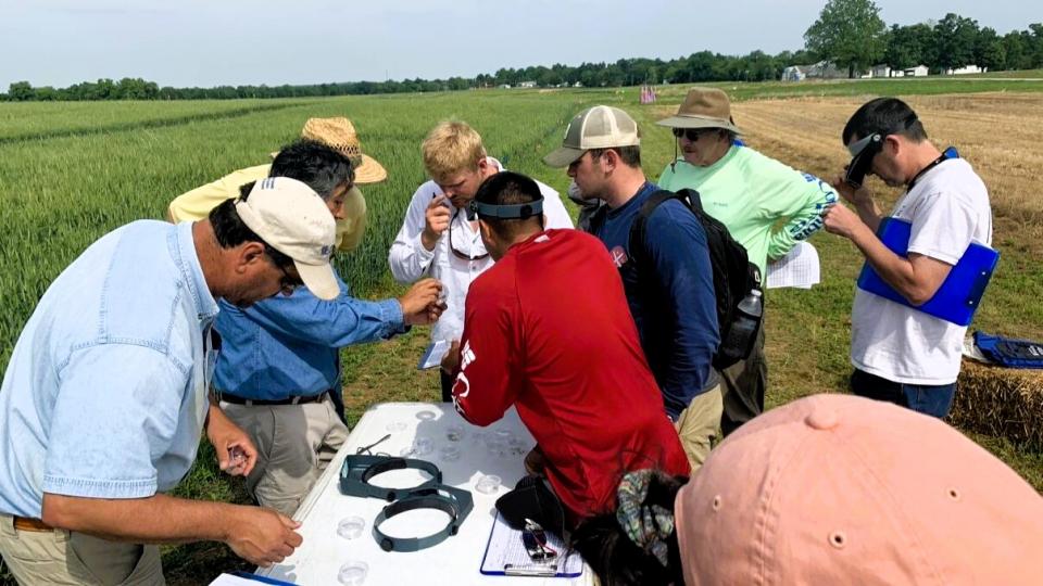 crop scouting in Princeton, Kentucky