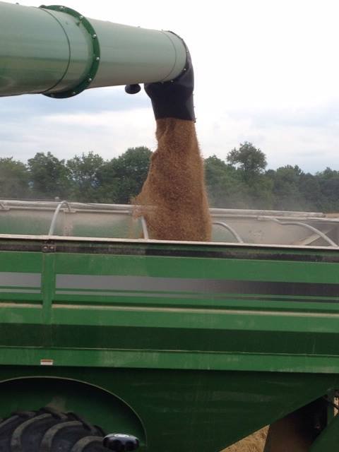 wheat harvest, Homestead Farms, Kentucky