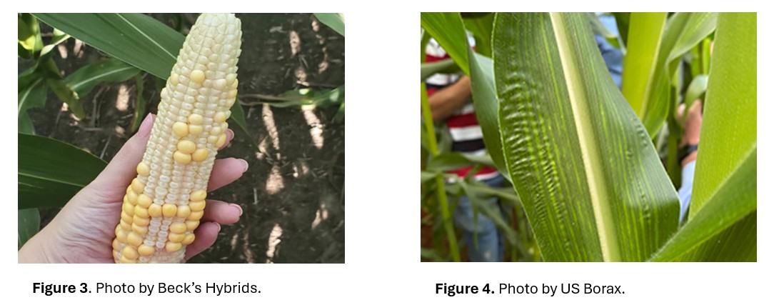 images of boron deficiency in corn