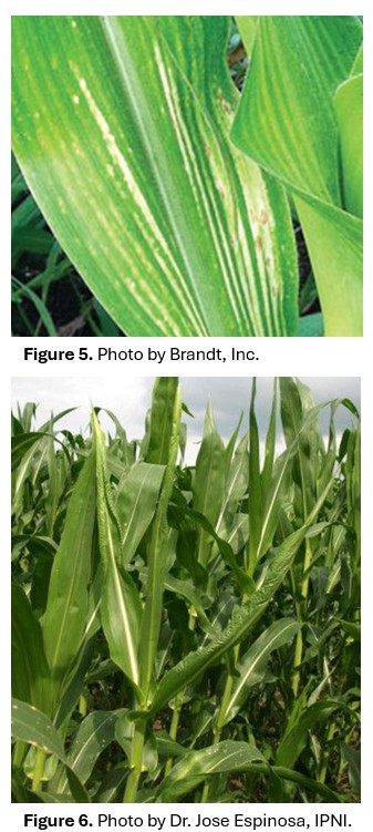images of boron deficiency in corn