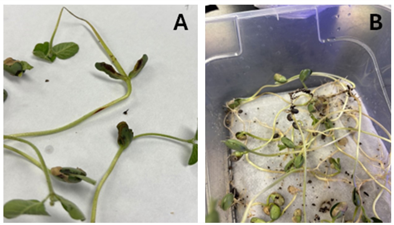pillbug damage to soybean cotyledons