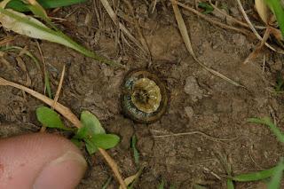 Armyworm larvae on the ground