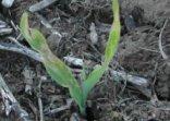 Emerged corn damaged by the cold temperatures that dropped to or near freezing on April 5th and 6th in Lexington, Kentucky.