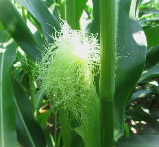Corn silks