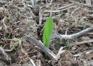 Corn emerging near Lexington, Kentucky in early April.