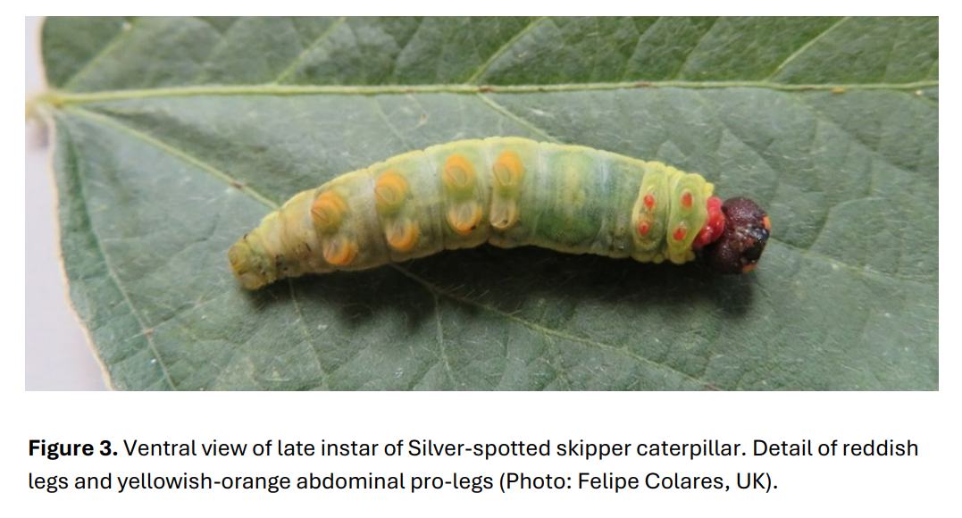 Silver spotted skipper caterpillar