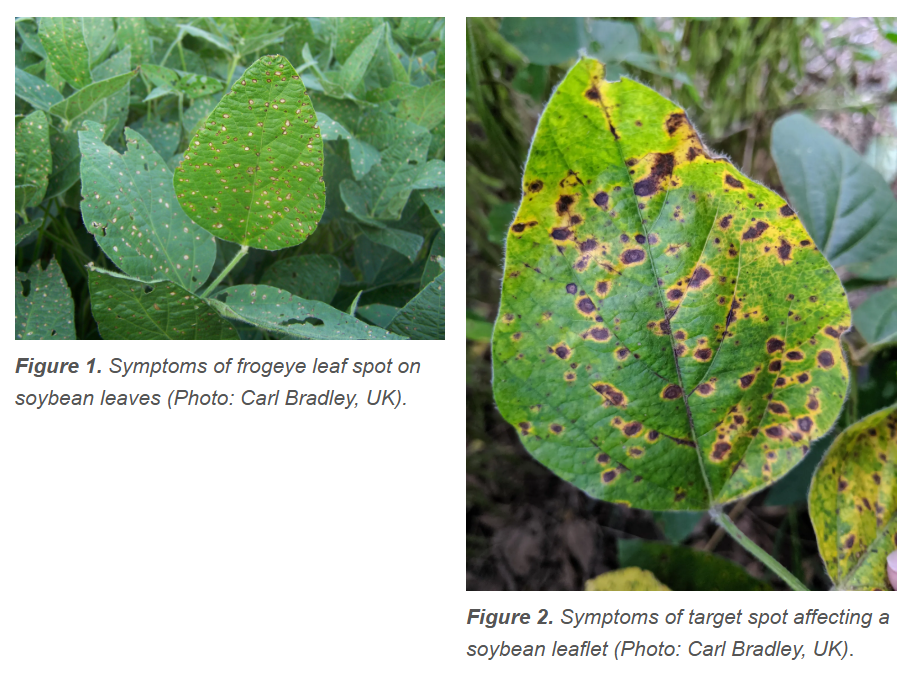 Frogeye Leaf spot on soybeans.
