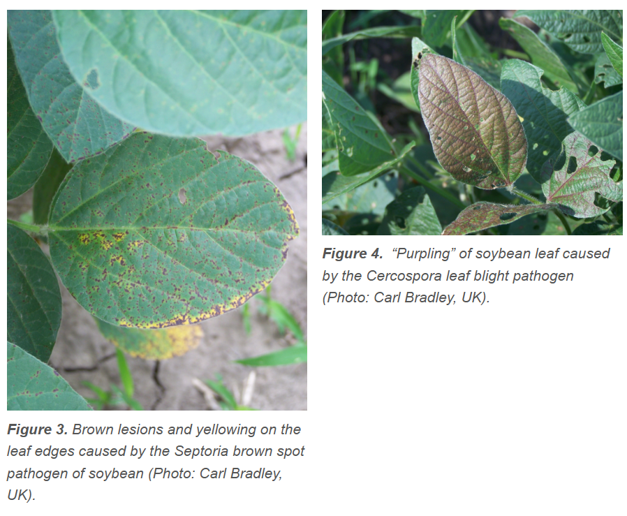 Septoria brown spot and Cercospora leaf blight