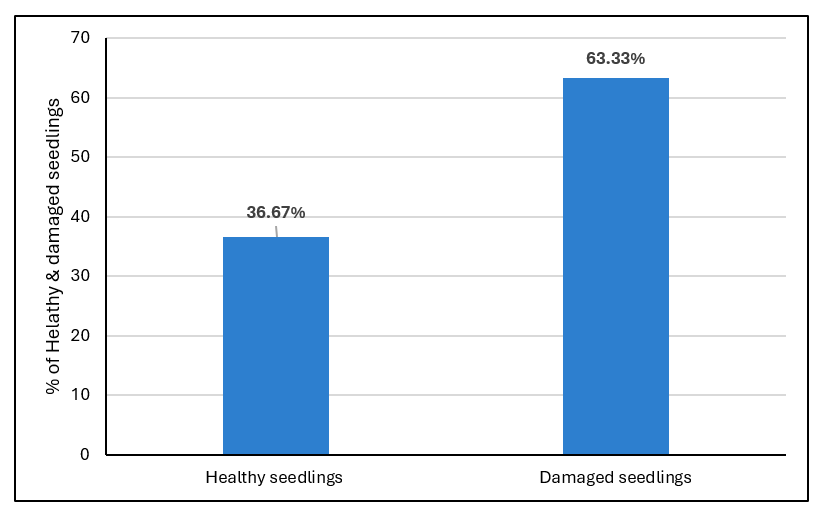 pillbug damage chart