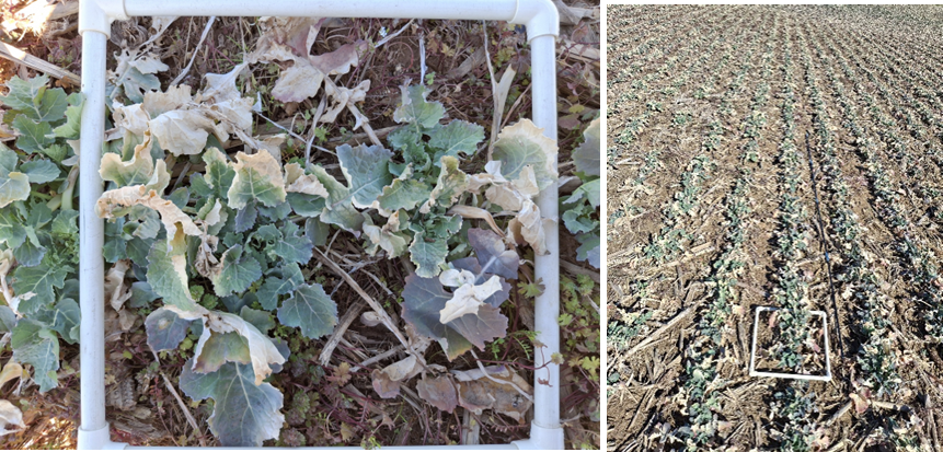 Canola stand count in Mayfield, Kentucky