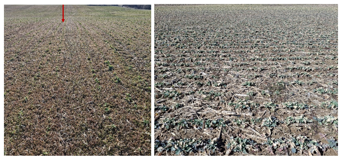 Winter canola establishment under different seedbed preparations.