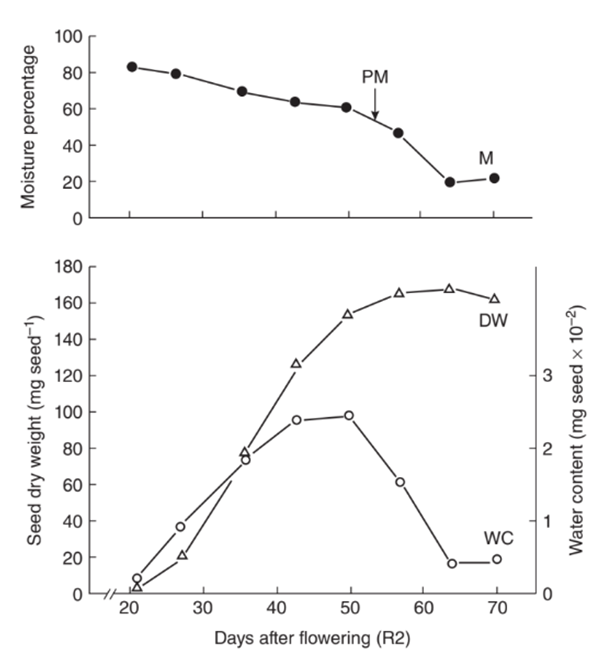 growth dynamics of a soybean seed