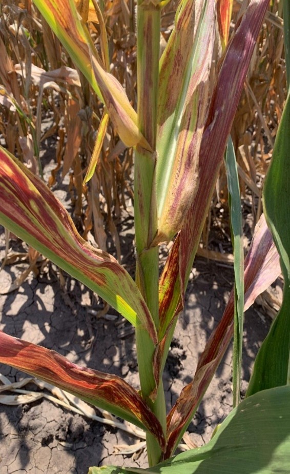 corn stunt symptoms caused by leafhopper.