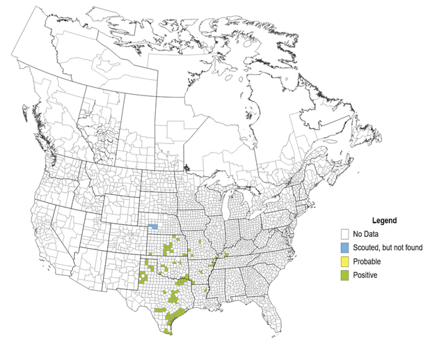 corn leafhopper detection map in U.S.